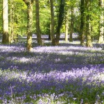 South_Downs_Bluebells 1